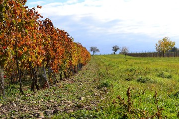 vineyard