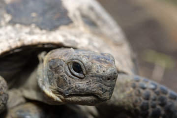 old spur-thighed turtle on the garden . Testudo graeca ibera