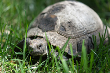 old spur-thighed turtle on the garden . Testudo graeca ibera