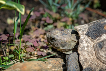 old spur-thighed turtle on the garden . Testudo graeca ibera