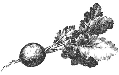 Hand drawn radish. Fresh organic food. Black and white. Vector illustration sketch.