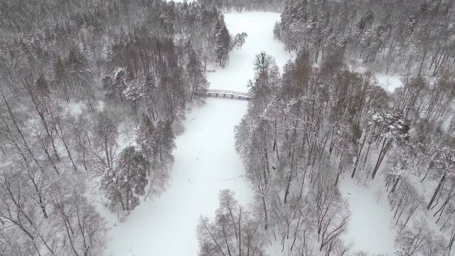 Aerial frozen pine and fir trees in the snow in winter. Many trees, wood. Thick forest aerial view. Helicopter drone footage