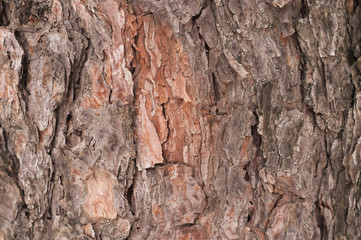 pine-tree trunk