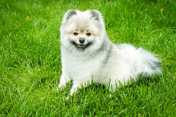 Spitz. Cute dog playing with a ball on the green grass