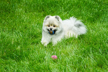 Spitz. Cute dog playing with a ball on the green grass