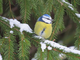 Eurasian blue tit (Cyanistes caeruleus)