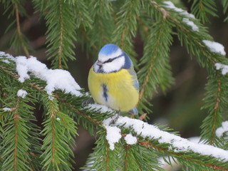 Eurasian blue tit (Cyanistes caeruleus)