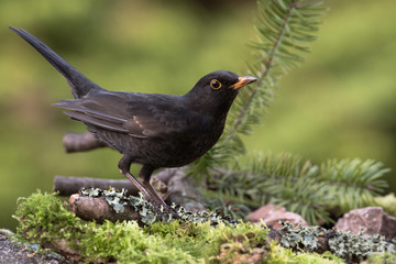 Blackbird, Turdus merula
