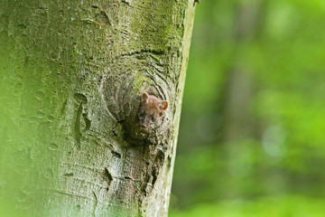 european pine marten, martes martes, Czech republic