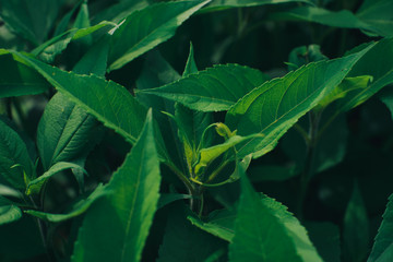 Carpet of first green leaves background in the garden