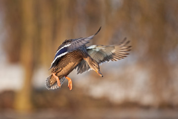 mallard, wild duck, anas platyrhynchos, Czech republic