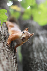 Сurious squirrel on the tree in summer day.