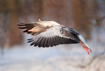 greylag goose, anser anser, Czech republic