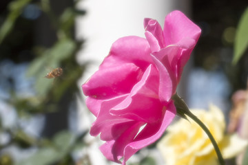 rose flower and green leaf from garden or park,colorful of rose