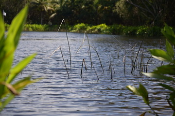 Lake scape