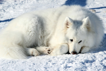 Fototapeta na wymiar Beautiful white Samoyed lying in the snow