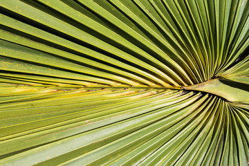 abstract palm leaf/lines and textures of palm leaf,