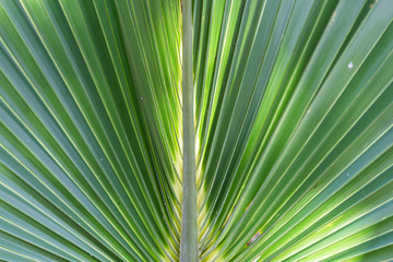 green palm leaf/green palm leaves in the sunshine.