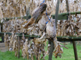 Trockenfisch und Fischköpfe