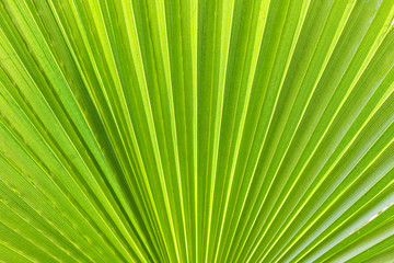 Green leaf/line and textures of green palm leaf in sunlight.