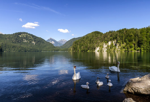 Swan  on Lake Alpsee in Bavarian Alps sunny summer morning. Bavaria, Germany.