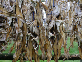 Fischgerippe an Trockengestell in Island
