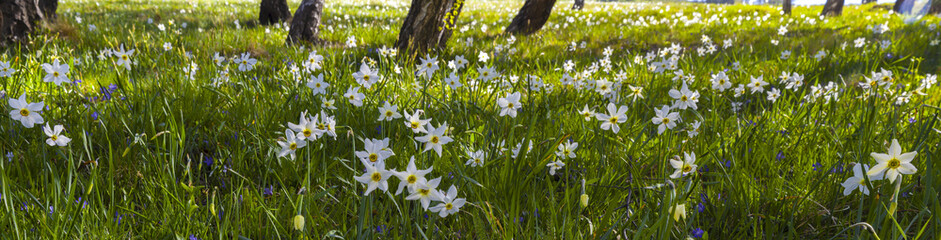 Spring: a field of daffodils whitening green meadows