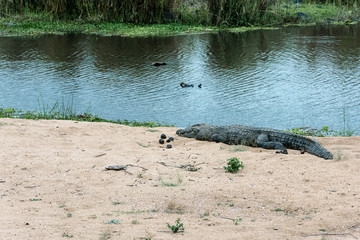 Crocodile on the banks of a river