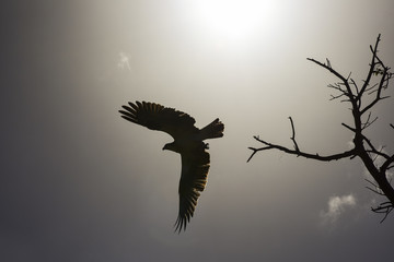 Osprey in flight