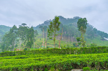 The birthplace of tea