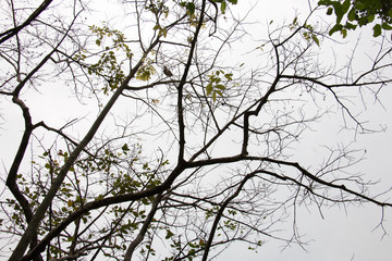 branch of treetop and sky ,white background of treetop