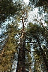 Ural