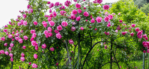 Panoramic view of a rose garden of red roses