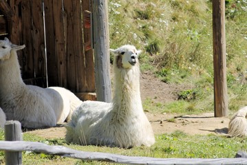 The llama (Lama glama) is a domesticated south american camelid. © marcobir