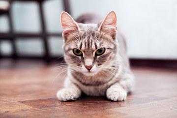 Gray fluffy cat. The concept of pets.