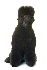 black dwarf poodle