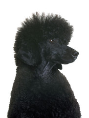 black dwarf poodle