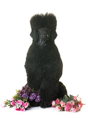black dwarf poodle