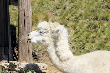The llama (Lama glama) is a domesticated south american camelid. © marcobir