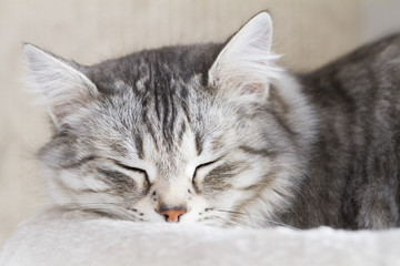 Naklejka na ściany i meble beautiful silver cat of siberian breed in the house