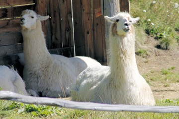  The llama (Lama glama) is a domesticated south american camelid. © marcobir