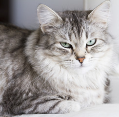 beautiful silver cat of siberian breed in the house