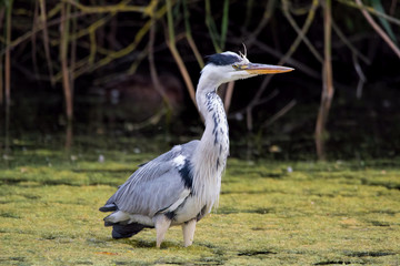 Grey Heron bird wading in water. (Ardea cinerea)