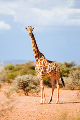 Giraffe am Mount Etjo, Namibia