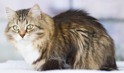 brown white cat of siberian breed outdorr