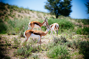 Gruppe Springböcke in der Grünen Kalahari während der Regenzeit , Kgalagadi Transfrontier Park, Südafrika