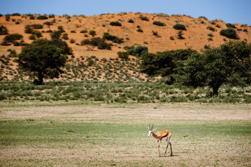 Einzelner Springbok in der grünen Kalahari zur Regenzeit mit roter Sanddüne im Hintergrund, Kgalagadi Transfrontier Park, Südafrika