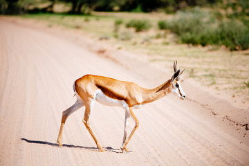 Springbok, Kgalagadi Transfrontier Park, Südafrika