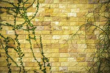 Green plants on rock wall background
