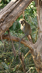 Vervet monkey sitting in a green